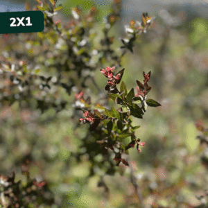 abelia-grandiflora-2x1