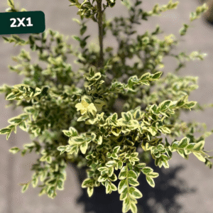 buxus-variegado-2x1