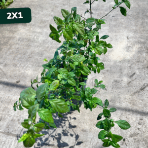 bandera-espanola-sin-flor-2x1