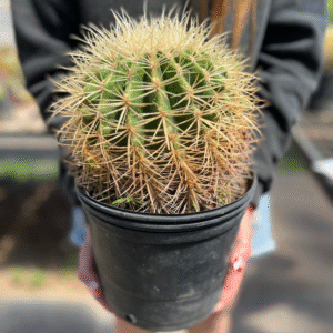 cactus-grusonii-albino