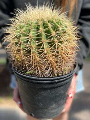 cactus-grusonii-albino