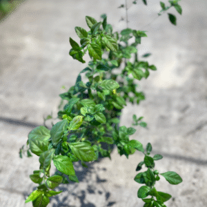 bandera espan1ola sin flor