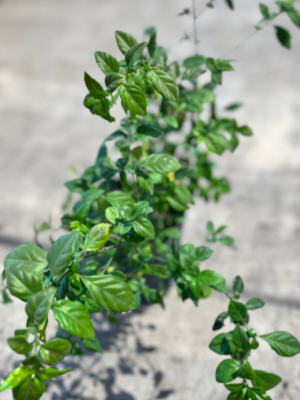 bandera espan1ola sin flor