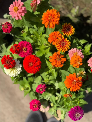 zinnia