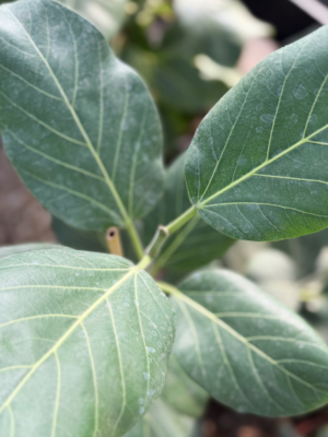 Ficus Audrey