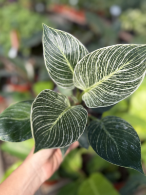 Philodendron Birkin
