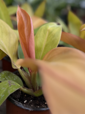 Philodendron naranja