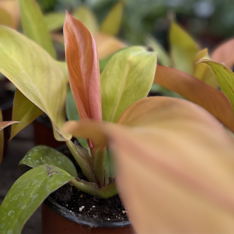 Philodendron naranja