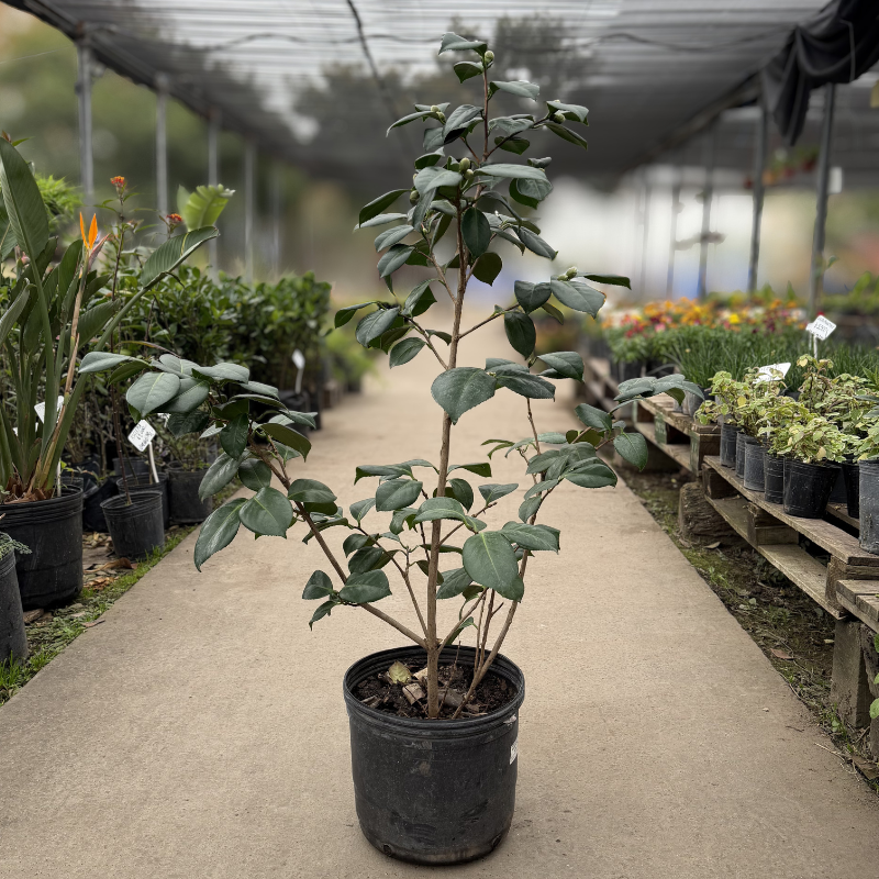 Camelia