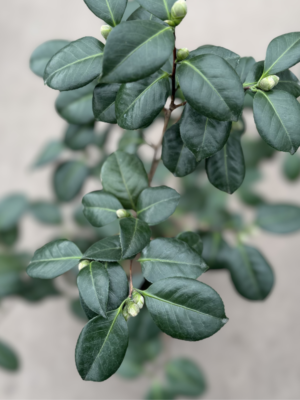 Camelia