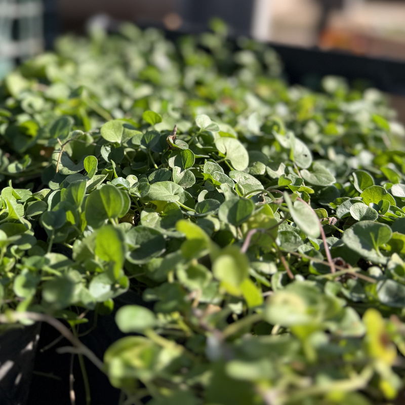 Dichondra