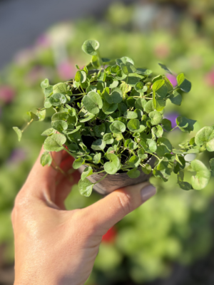 Dichondra