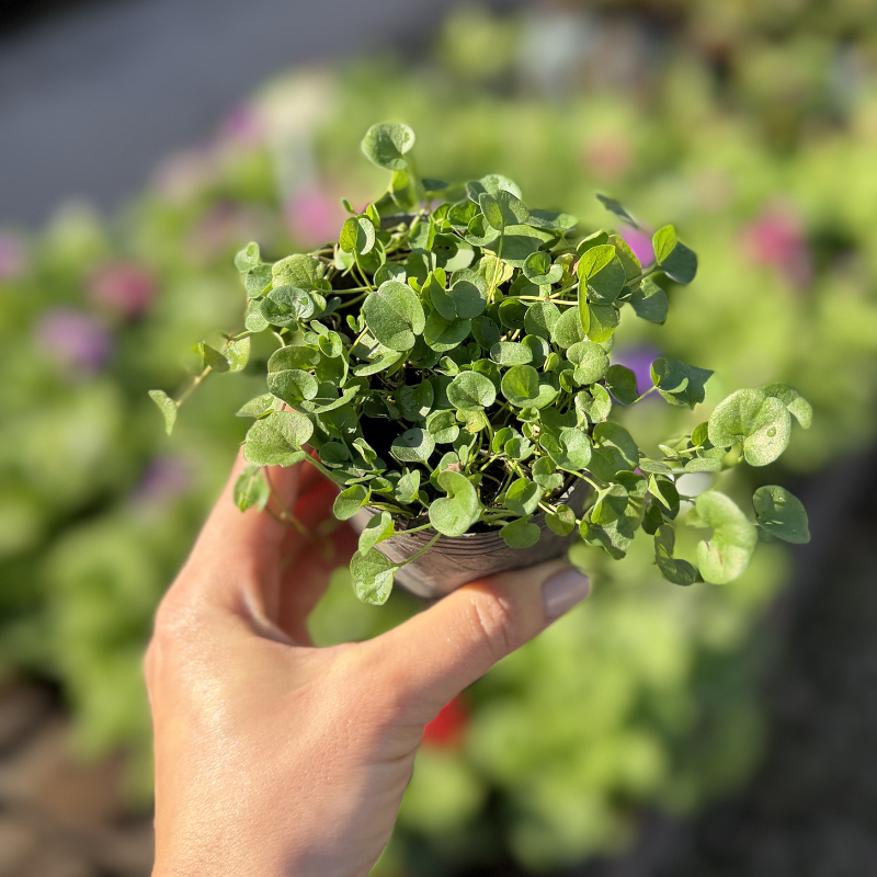 Dichondra