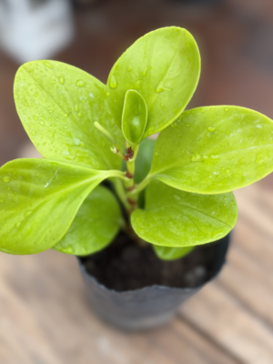 Peperomia lemon