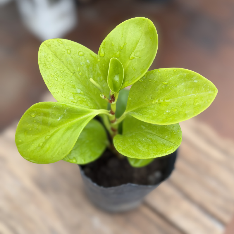 Peperomia lemon