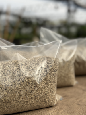 Rye grass