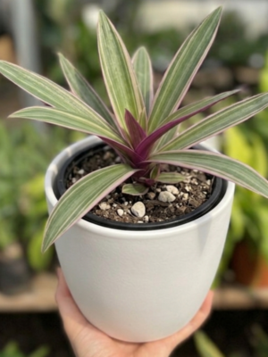 Tradescantia spathacea