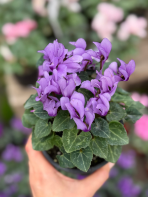 Cyclamen violeta