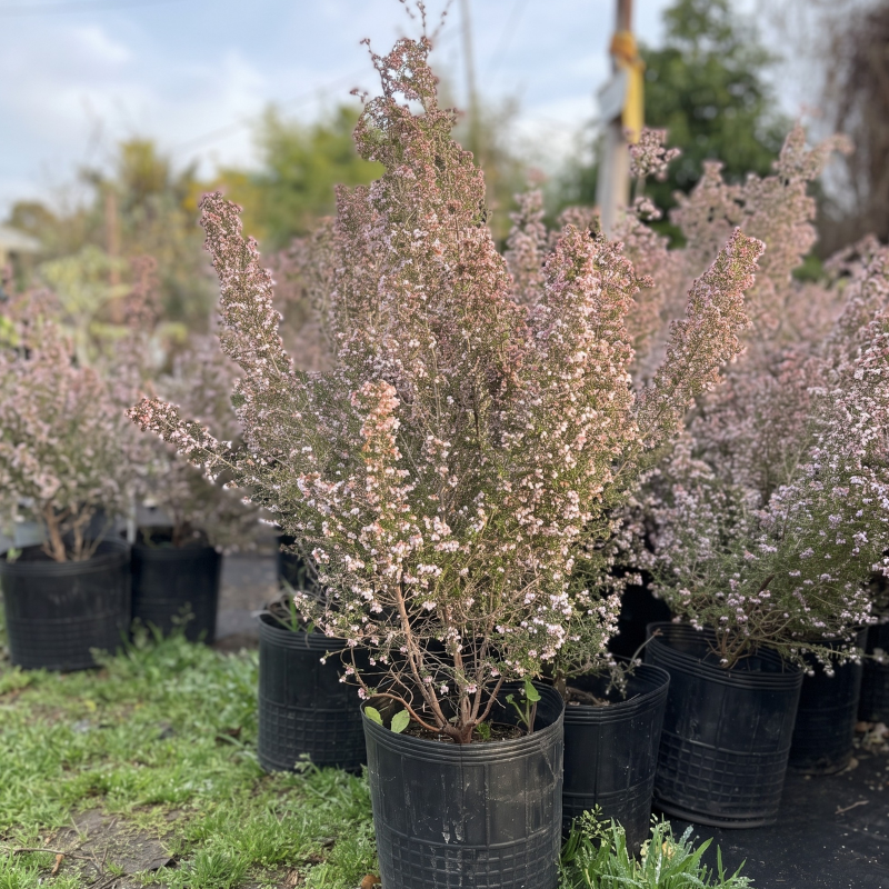 Erica canaliculata