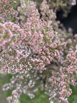 Erica canaliculata