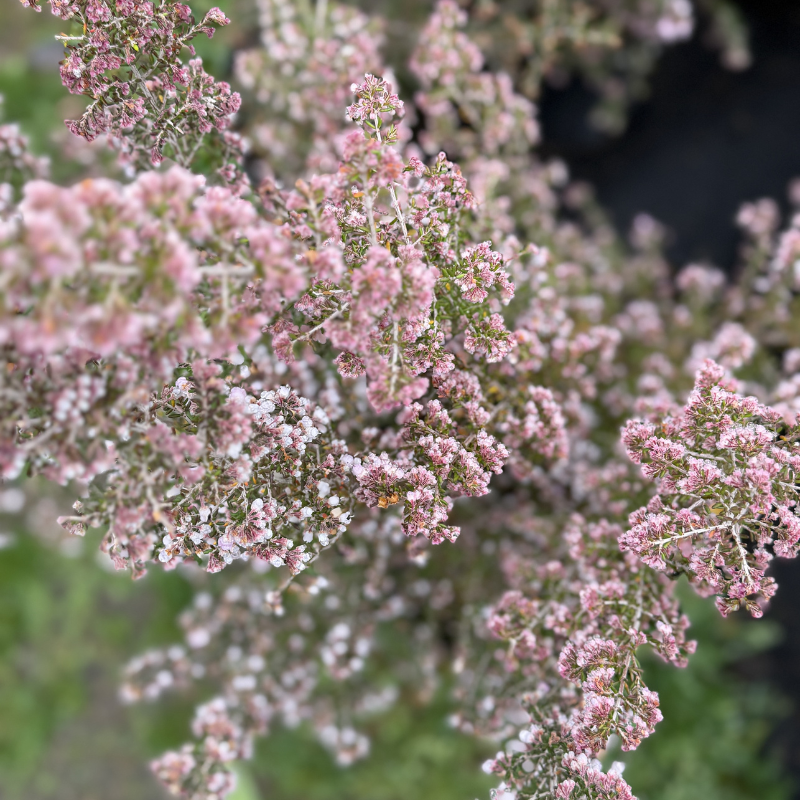 Erica canaliculata