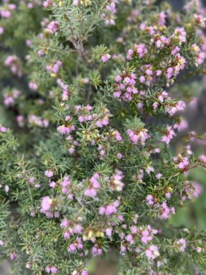 Erica carnea