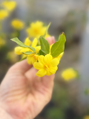 Jazmín amarillo