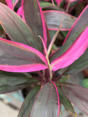 Rubra con rosa