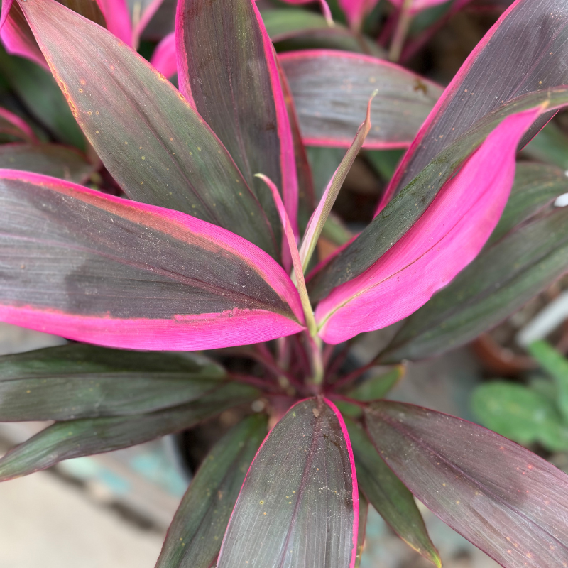 Rubra con rosa