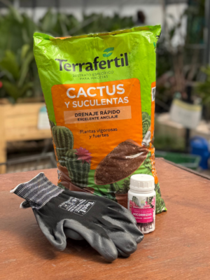 Combo cactus