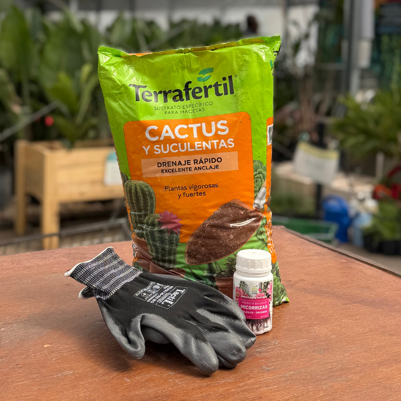 Combo cactus