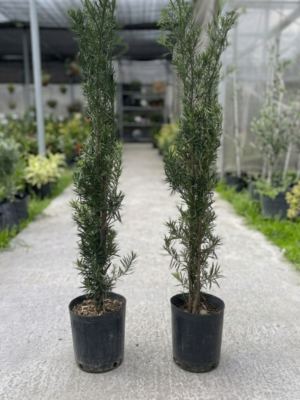 podocarpus