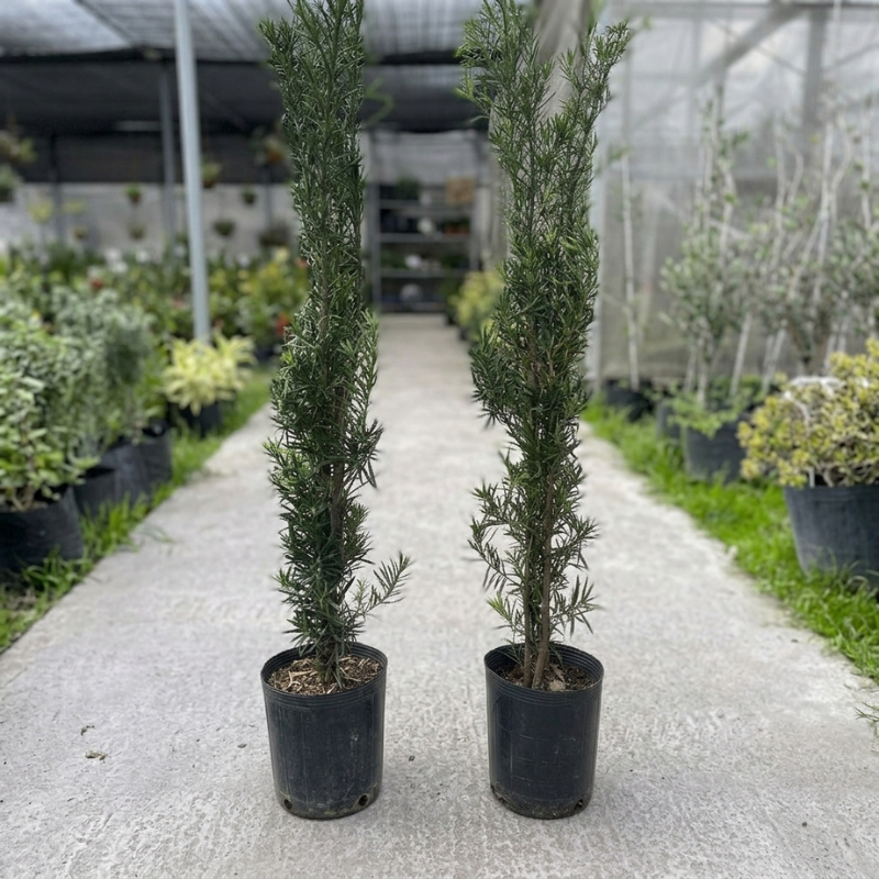 podocarpus