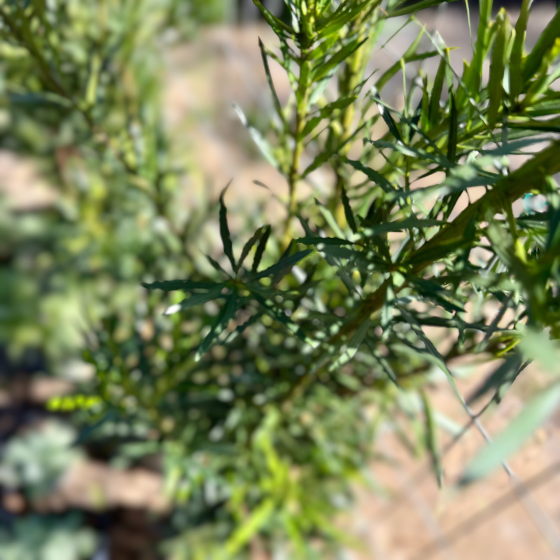 podocarpus