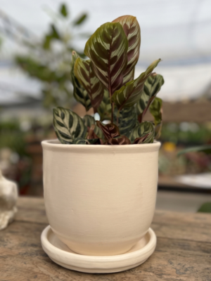 Calathea Macoyana-Leparc Udine