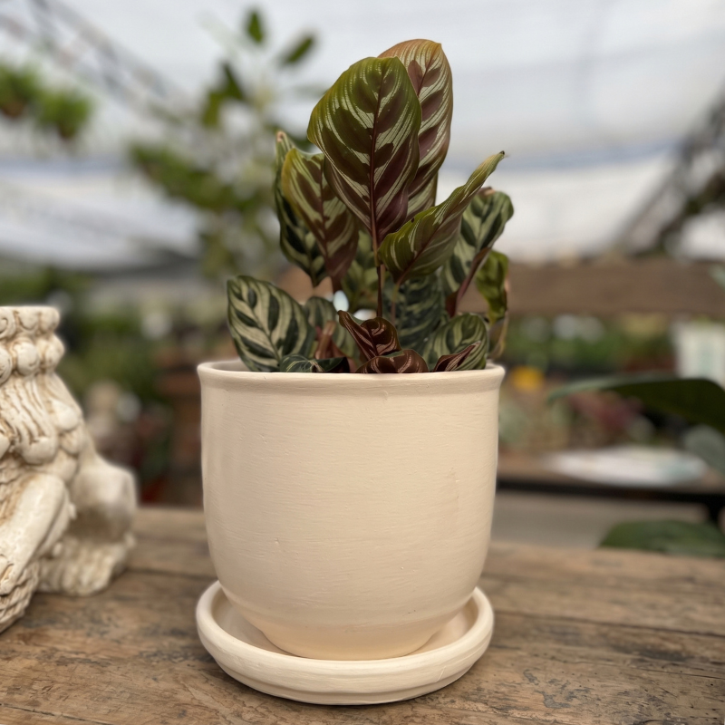 Calathea Macoyana-Leparc Udine