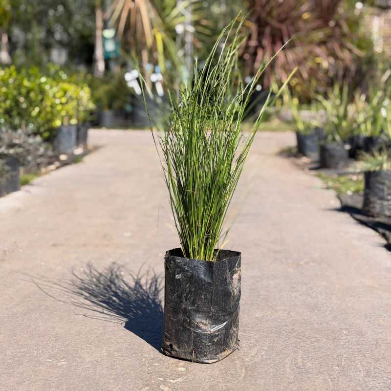 Carex