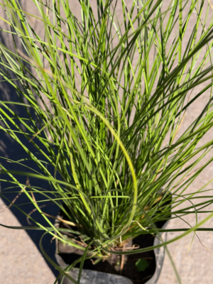 Carex