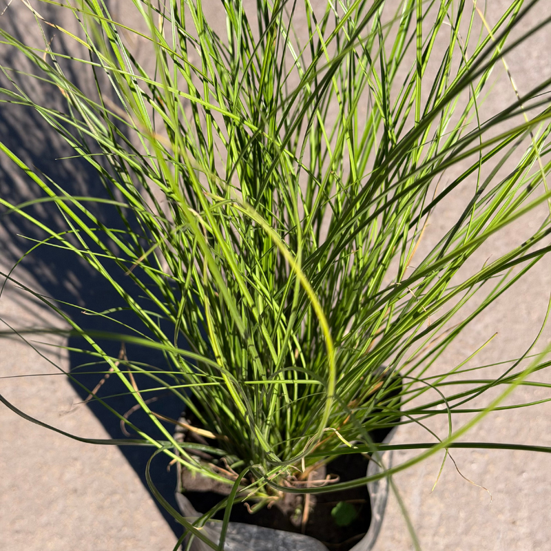 Carex