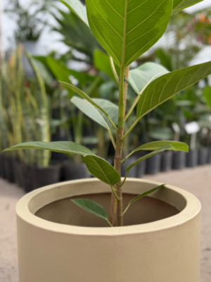 Ficus altissima-Cilindro rotomoldeo (2)