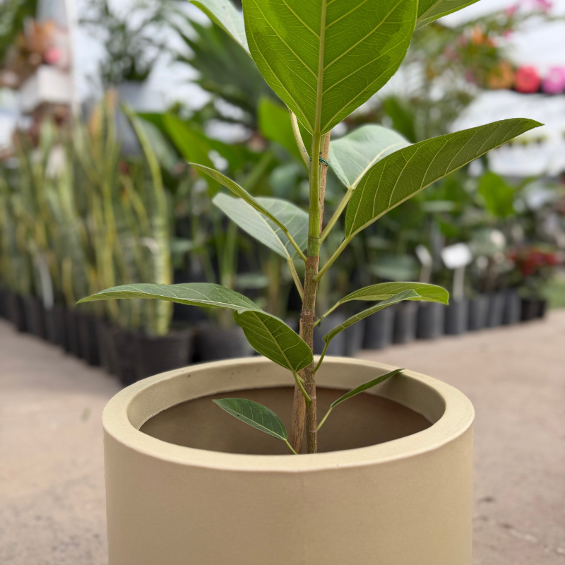 Ficus altissima-Cilindro rotomoldeo (2)