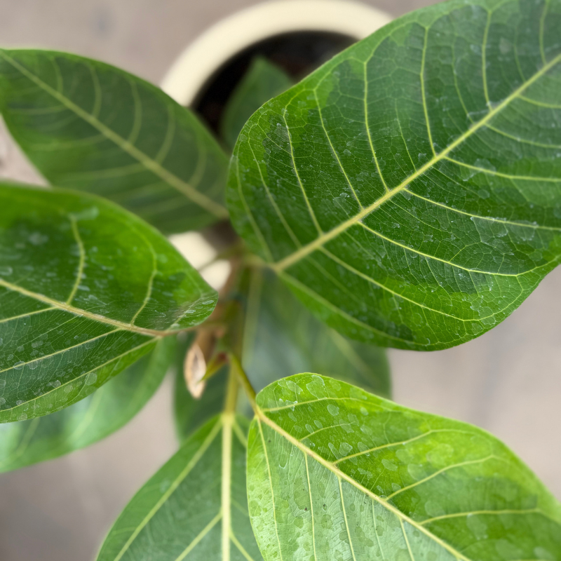 Ficus altissima-Cilindro rotomoldeo (2)