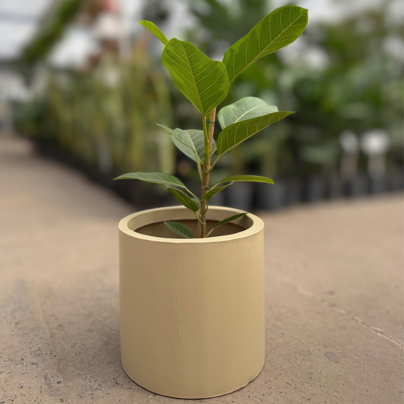 Ficus altissima-Cilindro rotomoldeo (2)