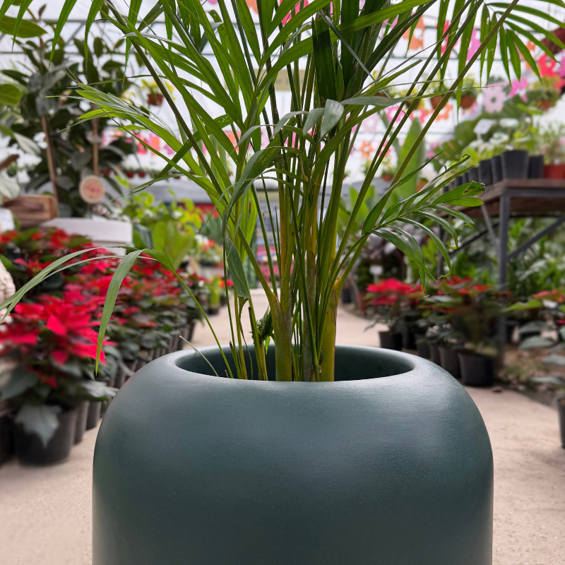 Gardena-Areca
