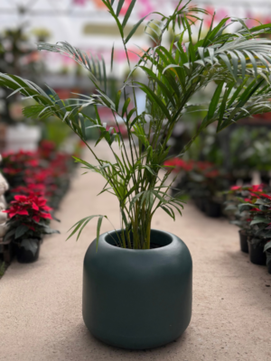Gardena-Areca