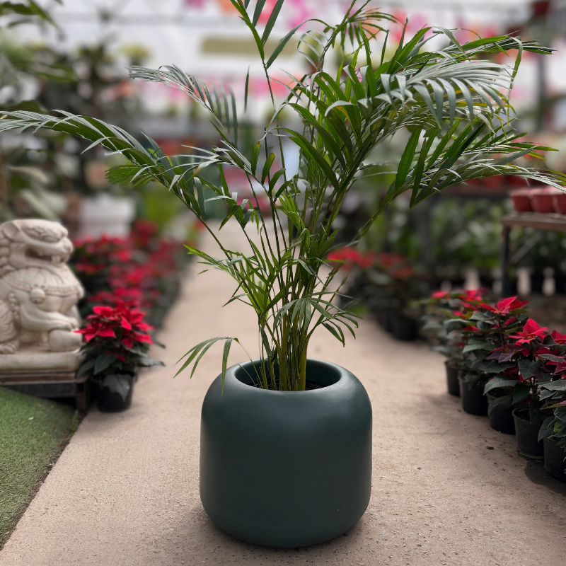 Gardena-Areca