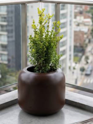 Gardena-Buxus