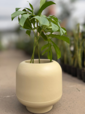 Monstera-Maceta gardena