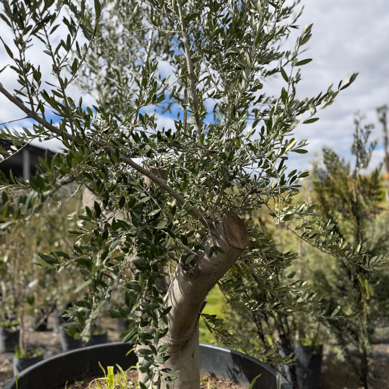 Olivo XL