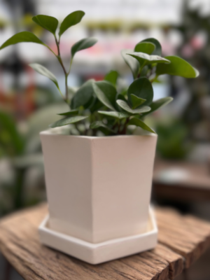 Peperomia-Leparc hexagonal